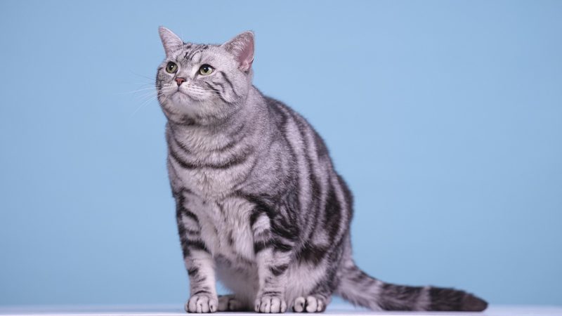 白白好漫章节列表与话数导航:怎么找到你想看的那一 配图