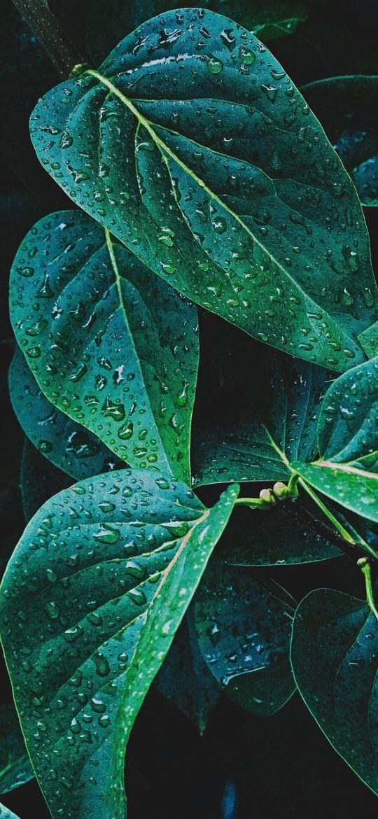 白白好漫 App 首页推荐界面，深色背景上封面卡片整齐排布，顶部搜索框静候输入